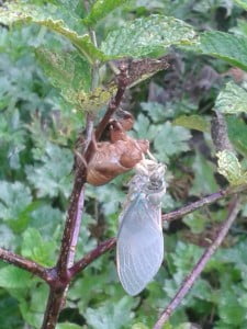 cicada-emerges-11