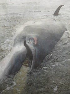 photo-of-minke-whale-deah