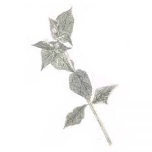 Chickweed by Leila Lees Lasavia Healing