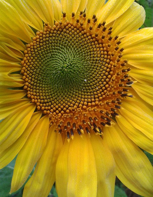 The Co-Creative Circle, by Leila Lees