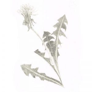 Dandelion by Leila Lees Lasavia Healing