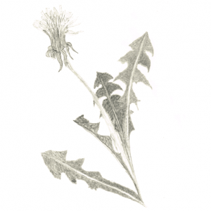 Dandelion - Lasavia Healing