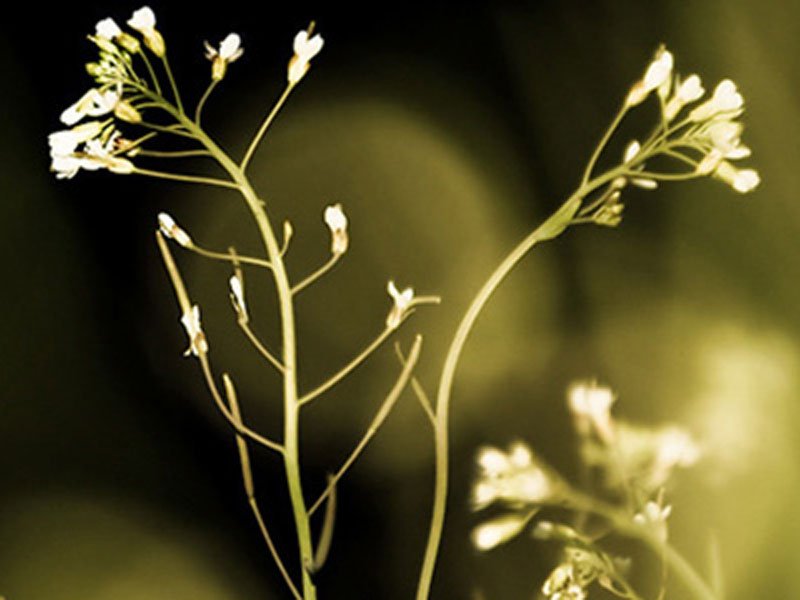 practitioners-800x600