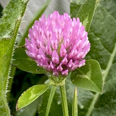 The Collective Heart